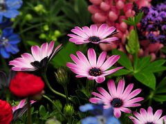 2012 花フェスタ記念公園（4）春を告げる花を探して