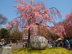 ２０１２　上野公園に　桜咲きました　標準ズーム（１２mmー６０ｍｍ）