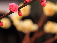 愛知　足助屋敷とカタクリの花
