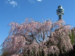 山下公園の枝垂桜　満開！ (2012年）