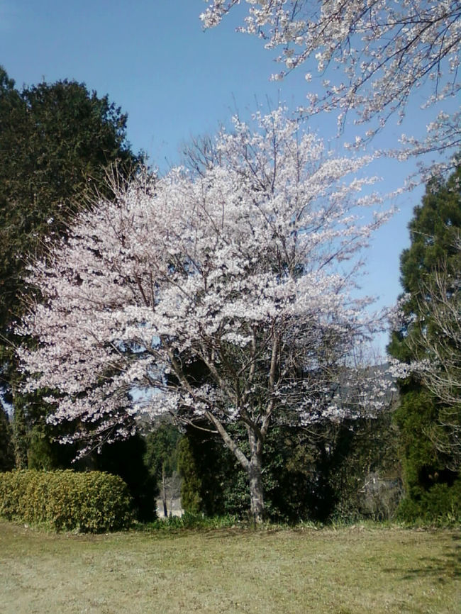 熊本県和水町の「田中城跡」近くで発見した穴です。<br /><br />表紙の写真は田中城跡の桜です。