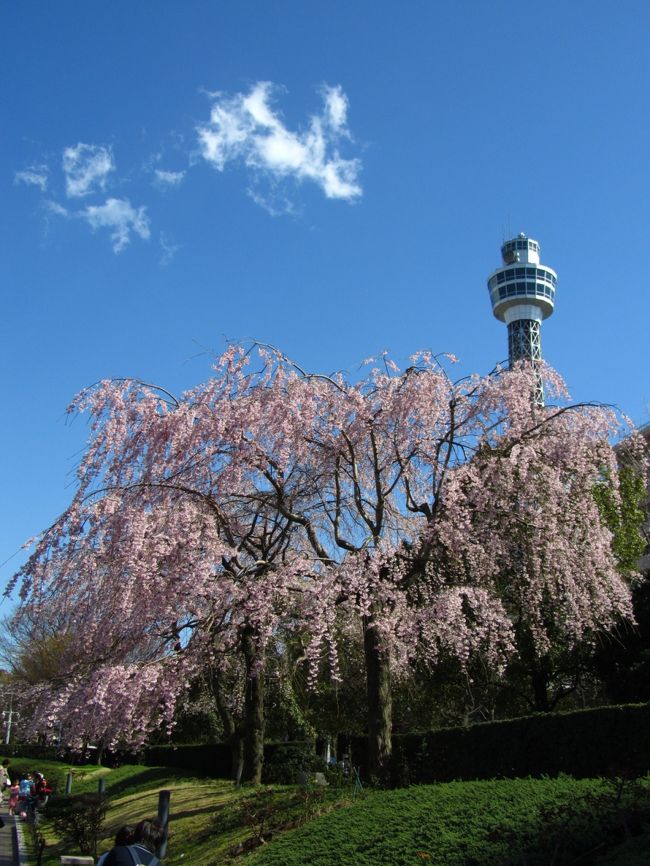 山下公園の枝垂桜　満開！ (2012年）