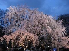 ’１２　六義園 しだれ桜ライトアップ