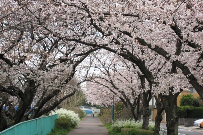 2012春、春の嵐が過ぎた天白川の桜(1/2)：ソメイヨシノ、雪柳、木瓜、レンギョウ