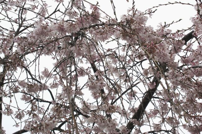 春の嵐のあとの天白川の桜です。五分咲ほどになっていました。