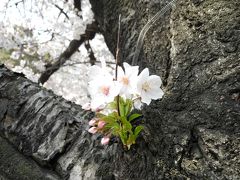 2012年04月　神田川の桜の状況について（速報）