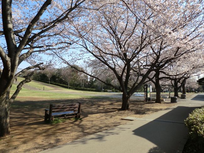 横浜線中山駅から徒歩１５分の神奈川県立四季の森公園。<br />今年（２０１２年）の桜満開への足取りを時々刻々報告します。<br /><br />今年は、他の場所と同様、桜の開花が遅れています。<br />４月の入学式の頃には満開を終え散っている年もあるのに、今年はまだまだ！！！<br /><br />それでは、４月５日から３，４日ほど満開への道筋を報告します。<br /><br />次の約１０行は、４月７日土曜日のコメントです。<br />同じ四季の森の公園の中と言っても、花の種類や場所によって、開花時期、満開時期が異なるようです。<br />当然のことですが・・・・<br /><br />「やまざくら」「おおやまざくら」は、まだ、ほとんど咲いていません。<br />また、西口付近、中央池付近は「やまざくら」が多いためでしょうか、まだまだの感じです。<br />一方、展望台広場、そして、「さくらの谷」は、５分咲きから七分咲きです。<br /><br />４月８日のコメント<br />本日は、日曜日。<br />朝９時から展望台広場は多くの花見客で賑わい始めています。<br />お昼頃には、かなりの人出が予想されます。<br />ただ、展望台広場は、満開に近くなりましたが、各種の桜がある「さくらの谷」は、七分咲き、西口広場は五分咲き、ちびっ子広場は３分咲きと言ったところでしょうか？<br />今年は、本当に遅れています。<br />４日間連続して撮影しましたが、次回は３日後位に新しい旅行記で改めてアップします（この旅行記写真が１００枚になりましたので）<br /><br />　　　　　　　　　　　　　　　　　　　　　　以上
