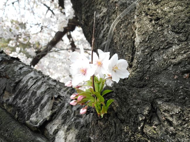 　今年の神田川の桜です。本日現在の状況をお伝えします。<br />　神田川は、川幅が１５メートル程度の川ですが、川沿いには、ソメイヨシノの桜が植えられれており、今が見ごろです。是非、こちらにお越しになった際には寄ってみてください。<br />