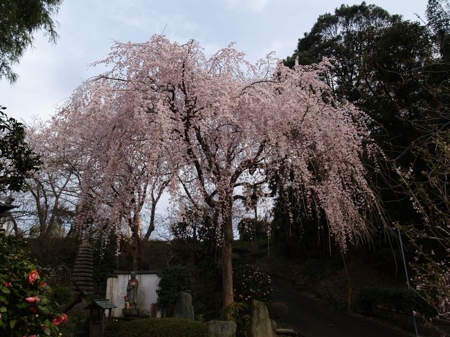 　横浜市栄区飯島町にある光長寺は浄土宗のお寺で清水山養厳院（ようごんいん）光長寺という（。厳には人偏が付く）。開創は寺伝では天正年中（1573年〜1592年）とされ、開山は円蓮社音誉智達、開基は不詳である。「蓮門精舎旧詞」では慶長元年（1596年）の起立とある。当初は泉水山香梅院と称していた。中興開基である黒田信濃守直相（後に館林宰相綱吉公（後の5代将軍）の家老となる）は、姉の養厳院（俗名呂久）が寛永2年(1625年)日光山に参拝の折に急死したため、追福を弔い碑を安置し、隣接する山林を寄進した。この時に、山院号を清水山養厳院に改めた。養厳院は家康に近侍していたが、最後の側室とも伝えられているが、子をなさなかったのだろう、数多い家康側室に名前は出てこない。それでも、寺紋は葵の紋である。<br />　光長寺の枝垂れ桜を見に出かけた。門前に染井吉野、手水鉢の横に大島桜、本堂前にはお目当ての枝垂れ桜、本堂周辺には染井吉野が咲いていた。今年の枝垂れ桜は染井吉野よりもかなり早くから咲いていたようで、花弁も白っぽく、風にひらひらと舞うときもある。この土日で最後であろう。<br />（表紙写真は光長寺の枝垂れ桜）