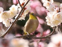 メジロに会いたい　山田池公園のほほん記