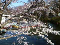 2012お花見はまず井の頭公園で～満開の週末