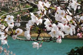 2012春、三好池の五分咲きの桜(3/4)：ソメイヨシノ、あざぶ梅の丘
