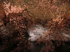 2012年4月　九段下の桜