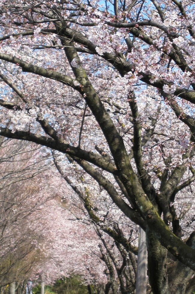 2012春、三好池の五分咲きの桜(2/4)：ソメイヨシノ、大島桜、小彼岸桜、八重紅彼岸桜