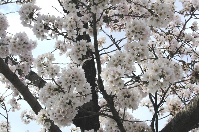 　三好池の五分咲き程のソメイヨシノと、今年の遅い春の紹介です。遅い春でも、春の草花や花木が一斉に咲き始めていました。