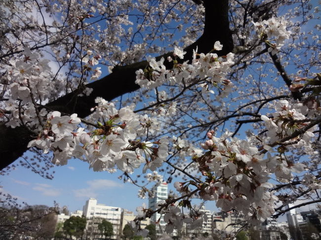 前回の東京ディズニーランドと同様に平日に休み（代休）を取って満開の桜を観賞してきました。<br />平日にもかかわらず多くのお客さんが来訪しておりました（土日だったらもっと大変でしたでしょう）。<br />わずかな時間でしたが、この時期しか楽しめない花見をしてきました。