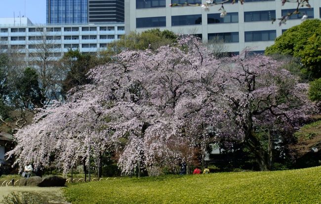 5日の東京で、満開は小石川の枝垂れ桜と六義園の枝垂れ桜<br />六義園には去年行きましたので、今年は小石川後楽園の枝垂れ桜と<br />小石川から歩いて行ける播磨坂の桜並木を見てきました。