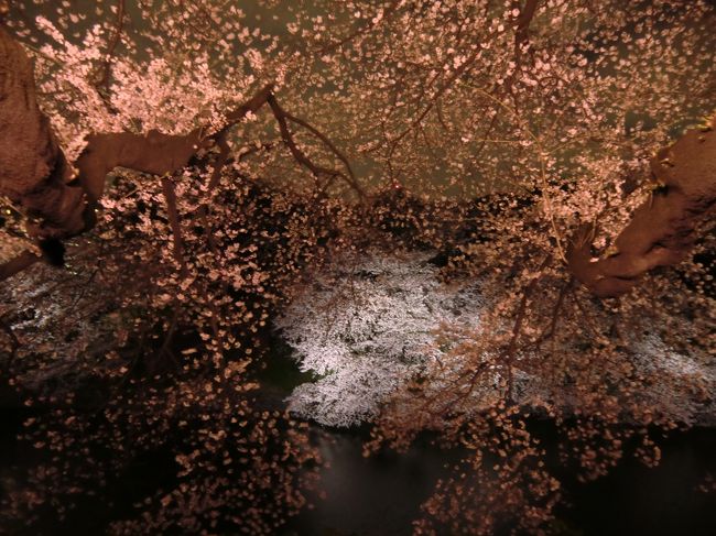 満開宣言の出た九段下の桜を見に行きました！