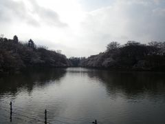 さくらさく　井の頭公園