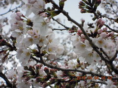 わが街からの花だより　４