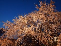 江戸東京まちなか散歩【番外編】～2012 六義園「しだれ桜と大名庭園のライトアップ」～
