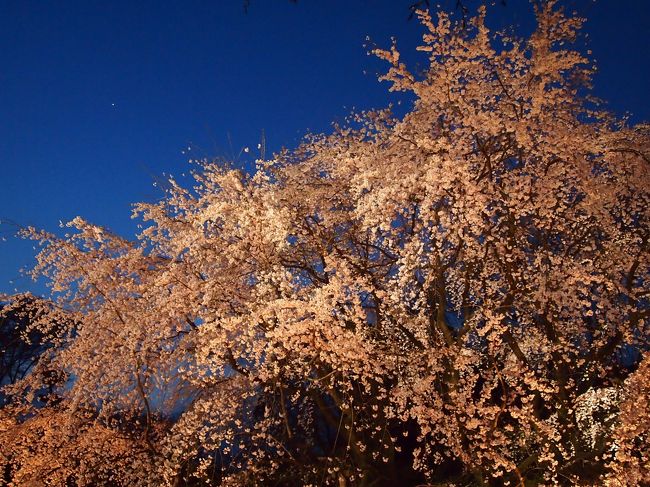 【日帰りの旅。六義園しだれ桜観賞（所要約１時間30分）】<br /><br />春の夕暮れ。<br /><br />東京の桜もそろそろ満開となってきた頃。<br />駒込にある六義園では、幅約20メートル・高さ約15メートルのしだれ桜の巨木がライトアップされるとのことで、（仕事を早々に切り上げ）夜桜見物に出かけることに♪<br />（最近、このような完全思いつきの行動（病い？）が多くなってしまいました…）<br /><br />この日は、陽がまだある時からだんだんと沈みそして暗闇と移り変わる時間帯に訪れることができ、多様な雰囲気の中でのしだれ桜をじっくり観賞することができました。<br />（JR・地下鉄駒込駅から染井門まで徒歩２分とアクセスも良好です。ただし、駐車場はないようです。）<br /><br />〔今日の行程〕<br />・東京メトロ駒込駅～六義園～JR駒込駅<br /><br />〔江戸東京まちなか散歩【１】～向島界隈から東京スカイツリーまで～〕<br />http://4travel.jp/traveler/akaitsubasa/album/10616378/ <br />〔江戸東京まちなか散歩【２】～春の浜離宮恩賜庭園と築地・月島・佃島まで～〕<br />http://4travel.jp/traveler/akaitsubasa/album/10657256/ 