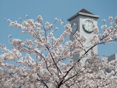 桜まつりが終わった後のさくら