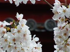 東京散歩・番外編　桜を観に行く散歩です 増上寺～浜離宮
