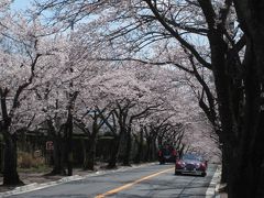 伊豆高原の 桜のトンネルと東克の絶品ランチ２０１２…おまけ桜花見のはしご…