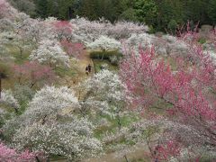 ’１２　吉野梅郷＆青海散策１　吉野梅郷・奥多摩釜めし編