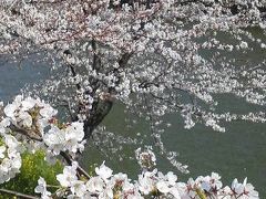 市ヶ谷～飯田橋 外堀の桜を眺めながら追憶散歩