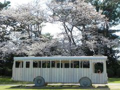 満開の桜に包まれて～山口県宇部市・常盤公園～