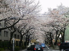 武蔵野自転車桜日記(三鷹～武蔵野～小金井の桜を訪ねて)