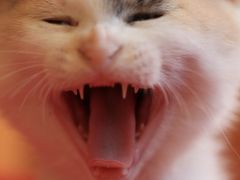 【猫カフェ49】 熊本の猫カフェ　cat shelter　「かごにゃん」 ～並木坂店～