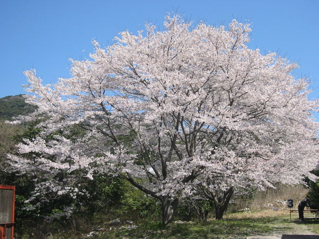 桜満開の好日、4月7日有田町丸尾の幸楽窯での<br />観桜イベントに参加しました<br /><br />・有田工業高校吹奏楽のセレモニー・ロック<br /> &アコースティックギターコンサートなどの催し、<br /> スタンプラリーでは窯元内部を観察できました<br /><br />一番珍しく想えたのは、<br />トンネル窯(自動焼成)の設備です<br />染付用と色絵付の2種類の窯を拝見できました<br />(NHK放映のドラマ)<br /><br />窯元社長さんから直に説明をもらえましたよ<br />ありがとうです♪♪<br /><br />