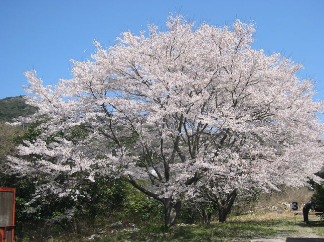 桜満開の好日、４月７日有田町丸尾の幸楽窯での<br />観桜イベントに参加しました<br /><br />・有田工業高校吹奏楽のセレモニー・ロック<br />　&amp;アコースティックギターコンサートなどの催し、<br />　スタンプラリーでは窯元内部を観察できました<br /><br />一番珍しく想えたのは、<br />トンネル窯(自動焼成)の設備です<br />染付用と色絵付の２種類の窯を拝見できました<br />(NHK放映のドラマ)<br /><br />窯元社長さんから直に説明をもらえましたよ<br />ありがとうです♪♪<br /><br />