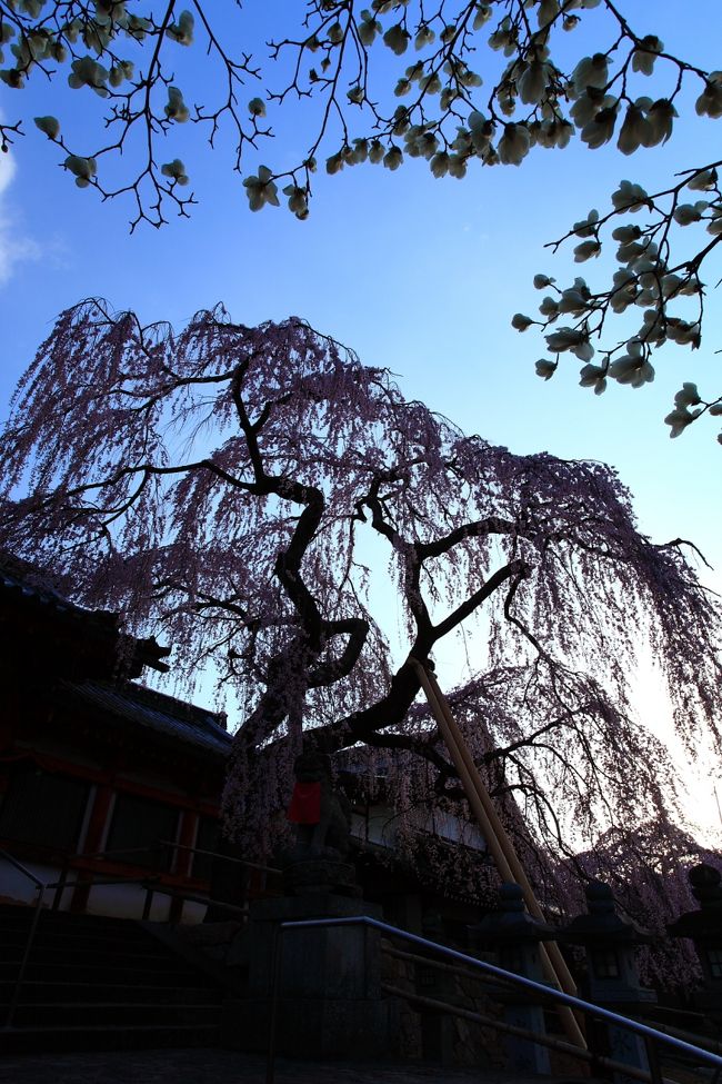 氷室神社の枝垂れ桜が満開になったので4時に起きて早朝の奈良へ。<br />その後は奈良町歩きです。<br /><br />氷室神社→佐保川の桜並木→奈良町歩き（元興寺）<br />