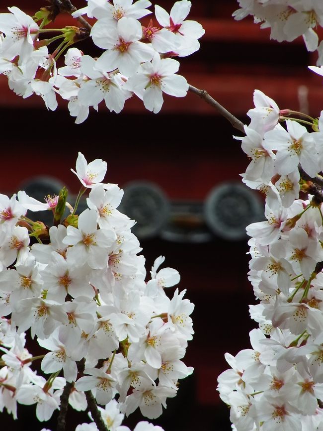 本日は東京を練り歩く東京散歩に行って来ました。<br />いつもなら友人と殆ど目的を決めないで歩くのが「東京散歩」なのですが、今日は独りで「桜を見に行く」って目的があったので、番外編にしました。<br /><br />東京で桜。。。何処に行こうかな！！<br />色々な考えがありました。<br />まずは浜離宮へ行き、それから増上寺、そして歩いて新宿御苑までって考えがまとまったけど。。。<br />午前中は歯医者の予約があったので、散歩は午後から。<br />それだと、きっと時間が無くなるしなぁ。<br /><br />独りだから今日は一眼で出掛けようと用意をして外に出ると、午前中は青空だった天気がいつの間にか曇りに変わっている。<br />これは・・・重い一眼を持って曇り空の東京をウロウロするのもどうだ！？って思い始め。。<br />コンデジにチェンジ。<br /><br />まずは増上寺へ向う為に浜松町で下車。<br /><br />今日の散歩は増上寺→旧芝離宮恩賜庭園→浜離宮恩賜庭園→竹芝ふ頭→汐留を歩いて来ました。<br />