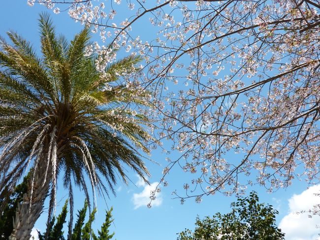 ４月６日の夜に主人が「明日、仕事で和歌山へ行くけど、付いてくる？」<br />って言うので、「行く行く♪」と即答！<br /><br />朝６時出発で和歌山の白浜まで行って、千畳敷や、三段壁へ行き、<br />美しい海を見て、旧白浜空港だった平草原公園で桜のお花見を<br />してきました♪<br /><br />もちろん、お仕事が終わってからね＾＾；
