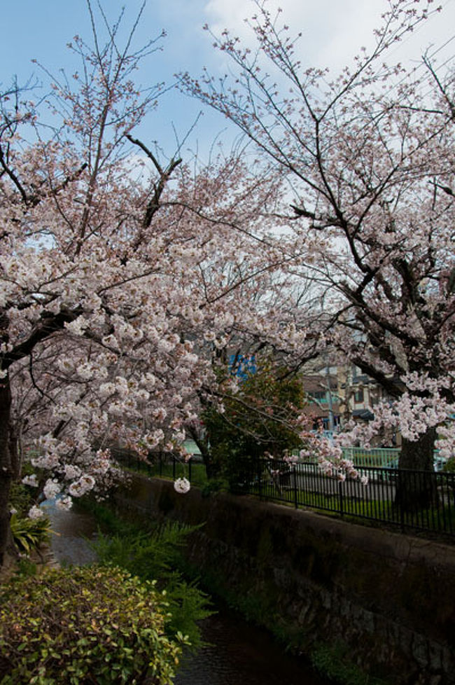 12年 京都 哲学の道の桜 今出川 北大路 北野 京都 の旅行記 ブログ By Po Ohさん フォートラベル