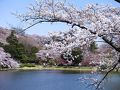 三ッ池公園の桜
