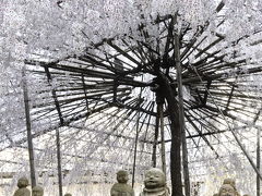 京都御苑の糸桜と六角堂の御幸桜　2012