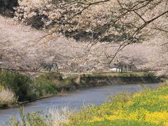 松崎・那賀川の桜並木と花を見に行ってみた。