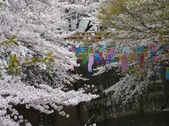 今井の桜と石神井川沿いの桜（石神井川沿いのさくら）