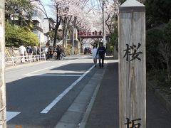 12年越しの桜坂へ! -他にも色々な街の満開の桜を巡ってきました♪