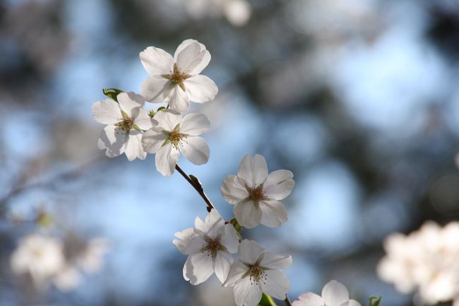 ようやく桜が満開となった週末、お天気もまずまずなので、早速お花見に出掛けました。<br />何処へ行こうか迷いましたが、品川から御殿山、大崎から目黒川に沿って中目黒まで桜を楽しみました。<br />前半は品川～御殿山、後半は大崎～中目黒の２部構成にしました。<br />