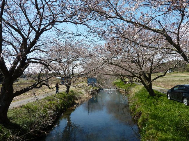 桜を見に行こう！毎年行っている「今井の桜」、車にワンコを乗せて、犬のお散歩がてら出かけました。<br />家から車で１５分程の場所です。<br /><br /><br />行ってみると満開には程遠い。それでも散歩は気持ちが良かったです。<br /><br />以前聞いていた石神井川沿いの桜を思い出し、「これから行ってみよう！」<br />ということに。<br /><br />王子駅近くの石神井川沿いから板橋までの遊歩道を歩きました。<br />桜は満開！<br />たっぷり歩いた後は池袋の立教大学裏の「ふくろうや」でお食事をいただいてきました。<br />