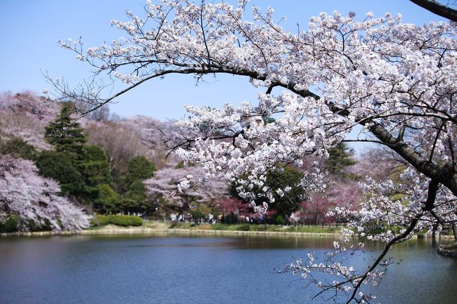 青空がとても綺麗な朝だったので、桜を撮りに行ってきました。