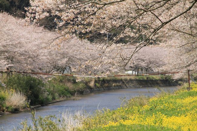 桜と花がいっぱいの松崎・那賀川