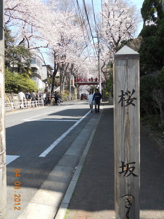 12年越しの桜坂へ! -他にも色々な街の満開の桜を巡ってきました♪